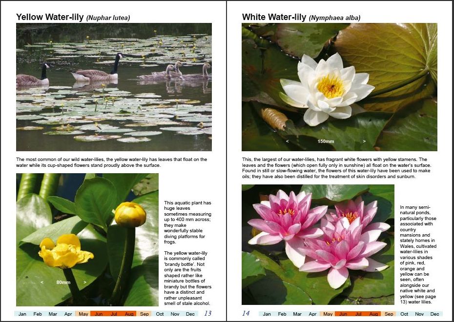 Sample pages from Wonderful Wildflowers of Wales, Vol4-a