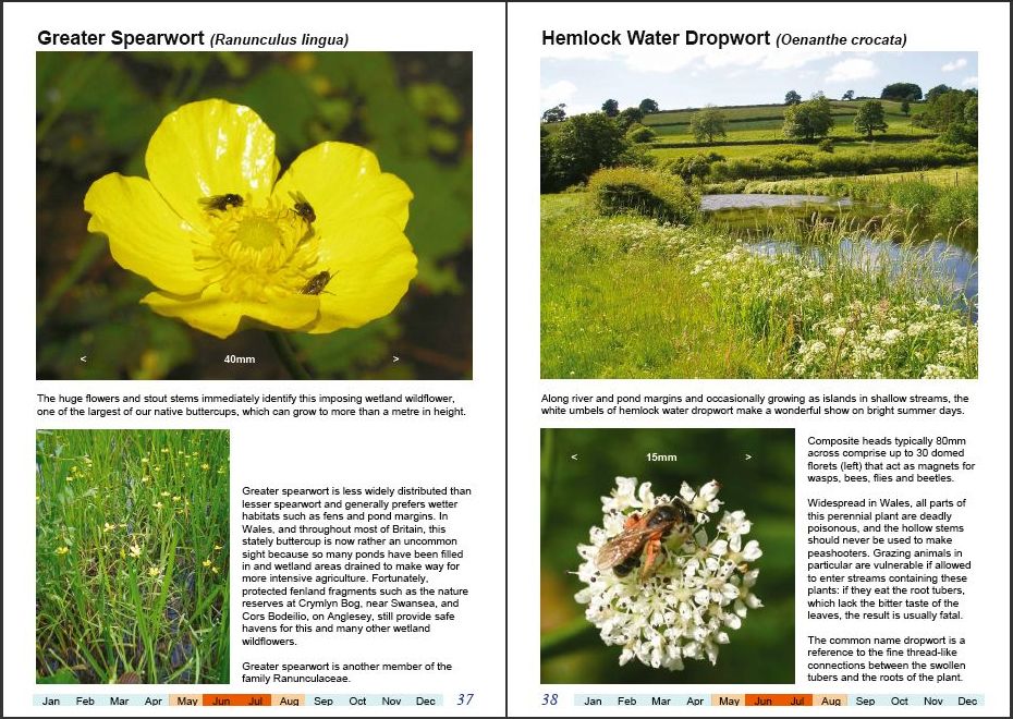 Wonderful Wildflowers of Wales, Vol4-e