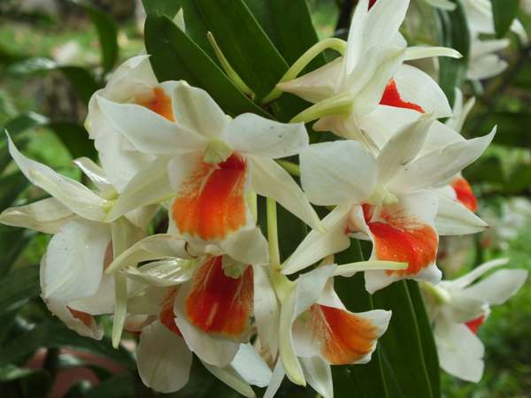 Dendrobium orchids 2