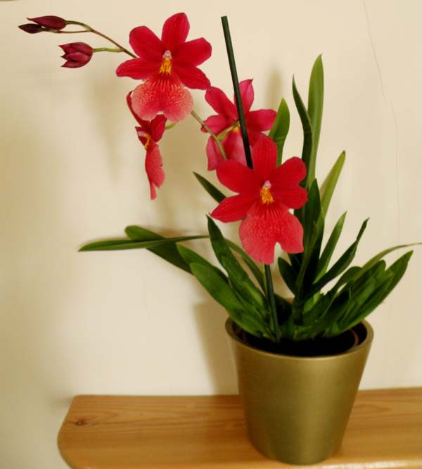 Orchids make wonderful house plants