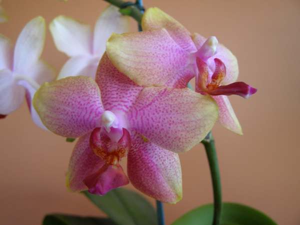 Phalaenopsis orchid 4