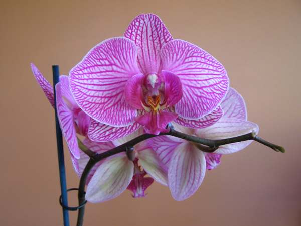 Phalaenopsis orchid 3