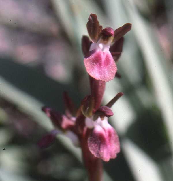 Closeup of Anacamptis collina, Fan-lipped Orchid