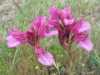 Pink Butterfly Orchid, Anacamptis papilionacea