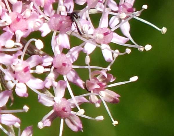 Closeup of flowers of Wild Angelica
