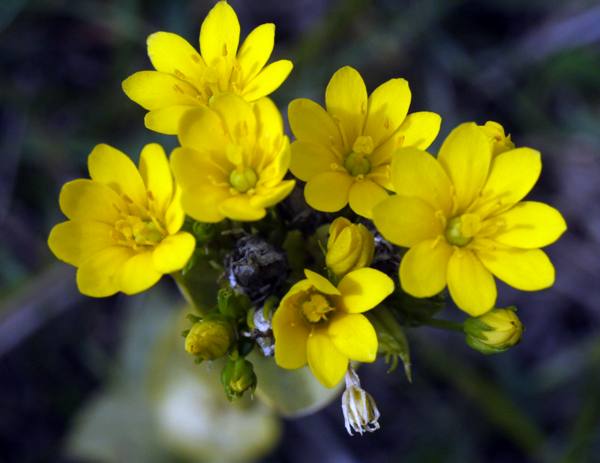 Closeup of flowers of Yellow-wort, Blackstonia perfoliata