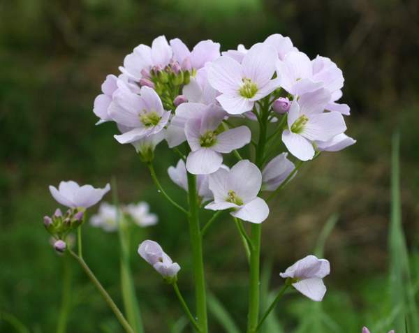 A beautiful pink form of Cuckoo Flower