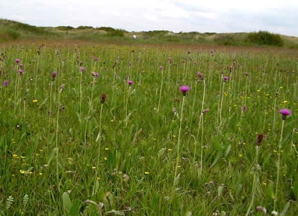 Meadow Thistle Cirsium dissectum at Kenfig NNR, Wales