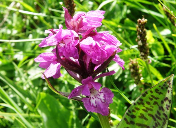 Heart-flowered Marsh-orchid