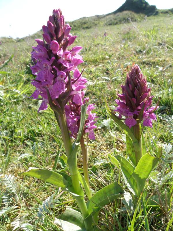 Early Marsh-orchid subspecies pulchella