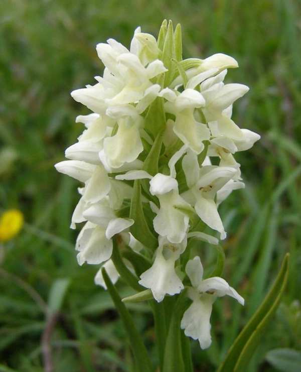 Early Marsh-orchid, white form