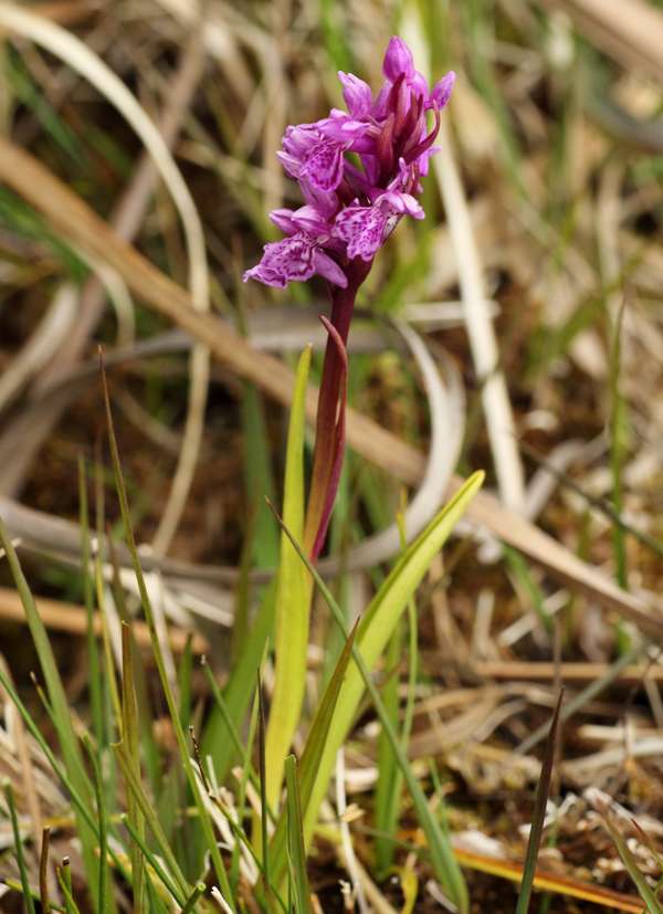 Narrow-leaved Marsh-orchid