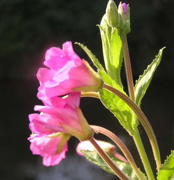 Great Willowherb, side view of petals and sepals