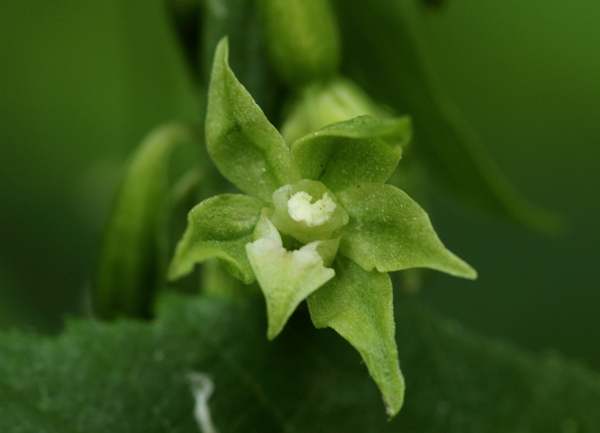 Epipactis phyllanthes var. vectensis, closeup of flower