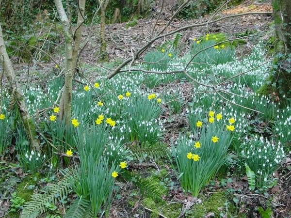 Snowdrops in a Carmarthenshire woodland
