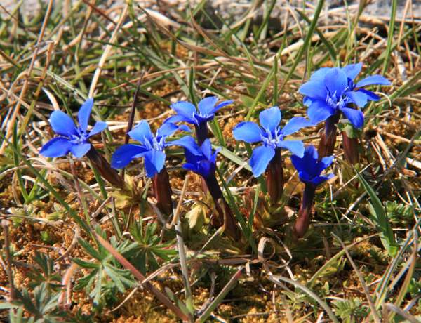 A dense patch of Spring Gentians