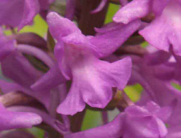 Gymnadenia conopsea - Chalk Fragrant Orchid, closeup of flowers