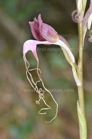 Himantoglossum comperianum - Komper's Orchid