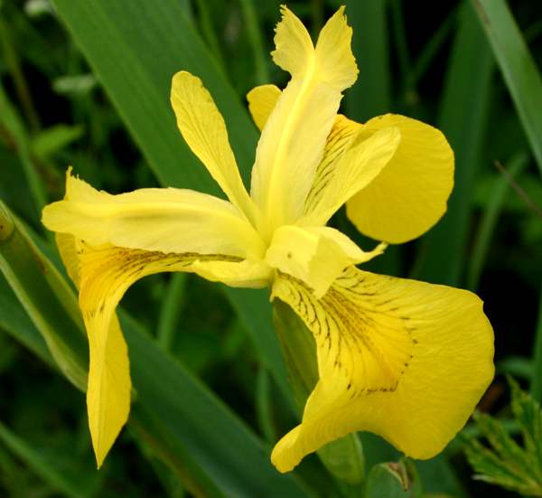 A closeup picture of the Iris psuedacorus flower