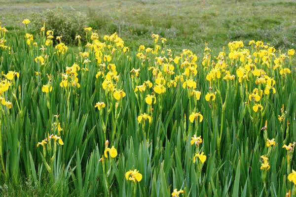 Tall iris plants
