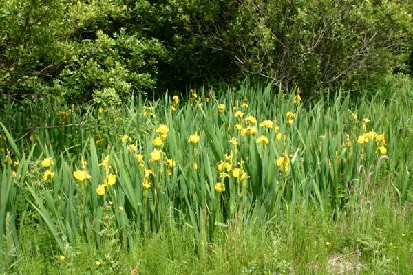 A dense stand of Yellow Flag Irises