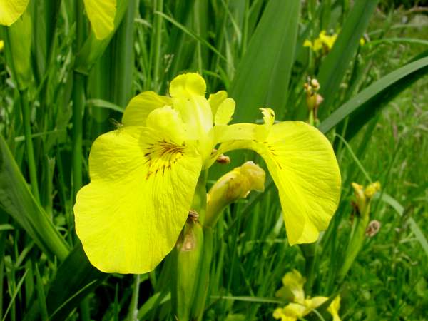 Yellow Flag Iris in flower