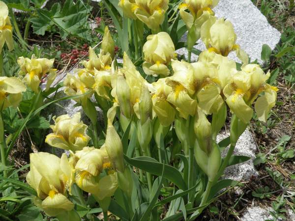 A group of Iris Reichenbachii