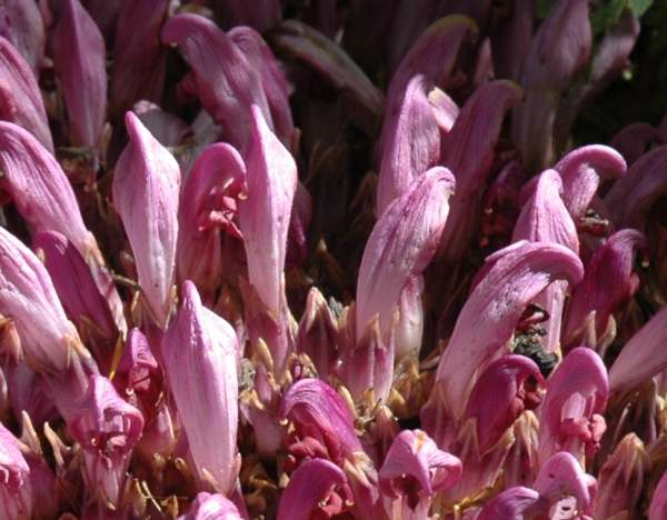 flowers of Purple Toothwort