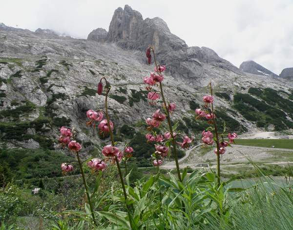 Martagon Lily in the Dolomite Mountains, Italy