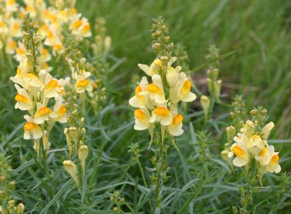 A lovely group of Common Toadflax