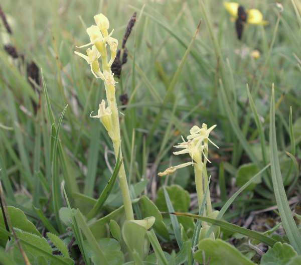 Fen Orchids at Kenfig NNR