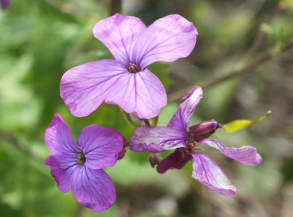 Closeup of Honesty flowers