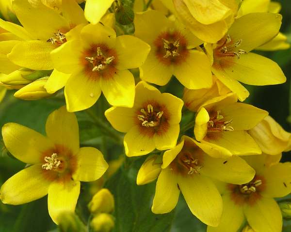 Yellow Loosestrife, Lysimachia vulgaris, closeup of flowers