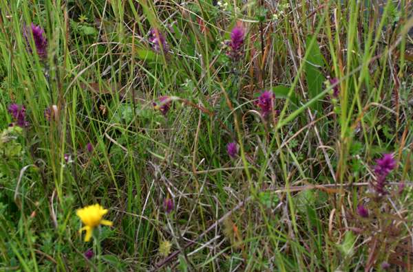 Melampyrum arvense in a herb-rich meadow, southern England