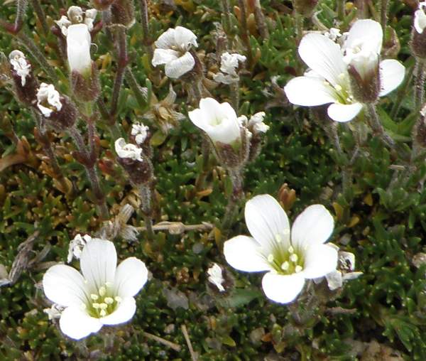 Alpine Sandwort, closeup of flowers