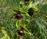 Ophrys insectifera subsp. aymoninii