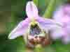 Ophrys fuciflora subsp. candica, White Ophrys