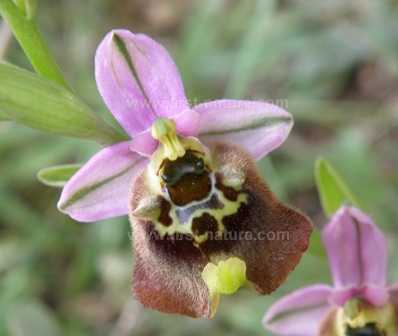 Ophrys episcopalis close up