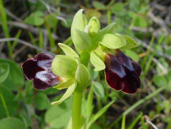 Ophrys fusca in southern Portugal