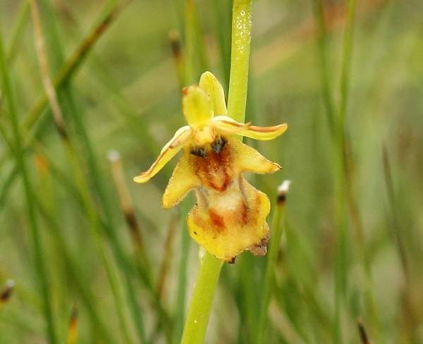 Ophrys insectifera f. luteomarginata