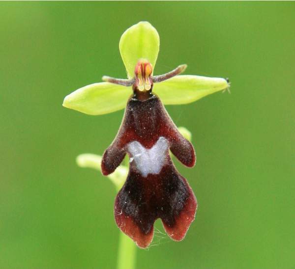 Flower of a Fly Orchid