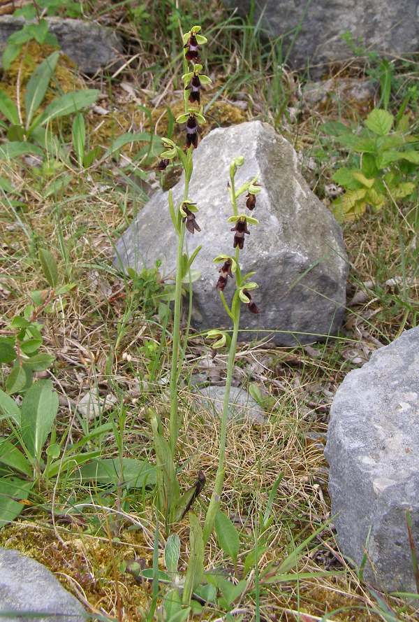 Fly Orchids in Ireland