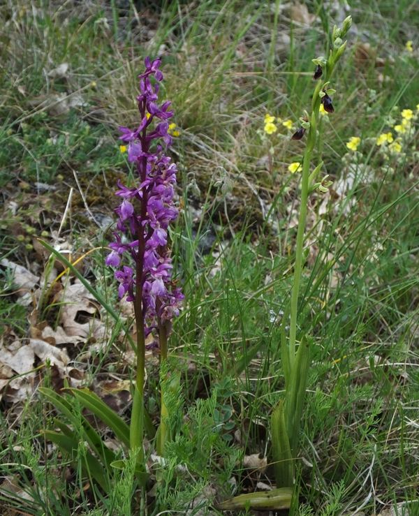 Fly Orchid and Early-purple Orchid, France