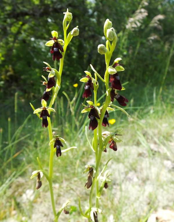 Fly Orchids, southern France