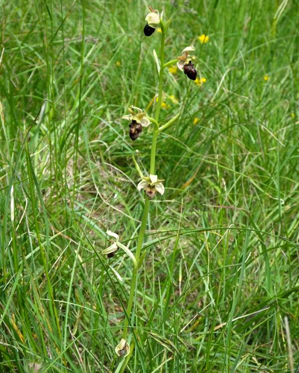 Ophrys sphegodes var. aranifera, Lot Valley, France