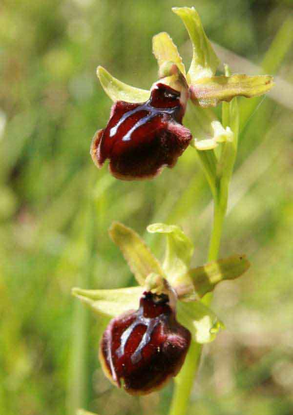 Early Spider-orchid from Gargano