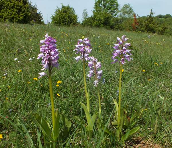 A group of Orchis militaris, Military Orchid