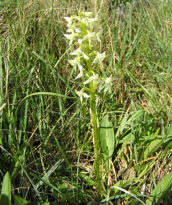 Platanthera bifolia - Lesser Butterfly-orchid