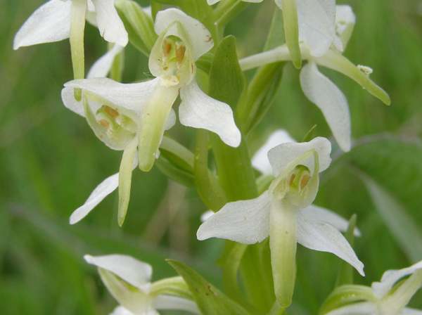 Lesser Butterfly-orchid, closeup of flowers