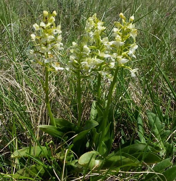 Platanthera bifolia - Lesser Butterfly-orchid, southern France